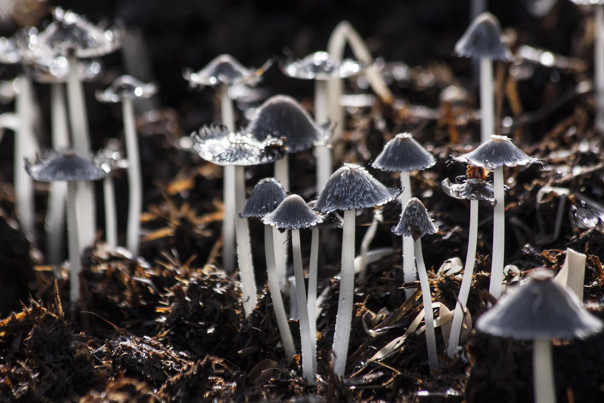 Microdosing 101: A Practical Guide for American Psilocybin Beginners.