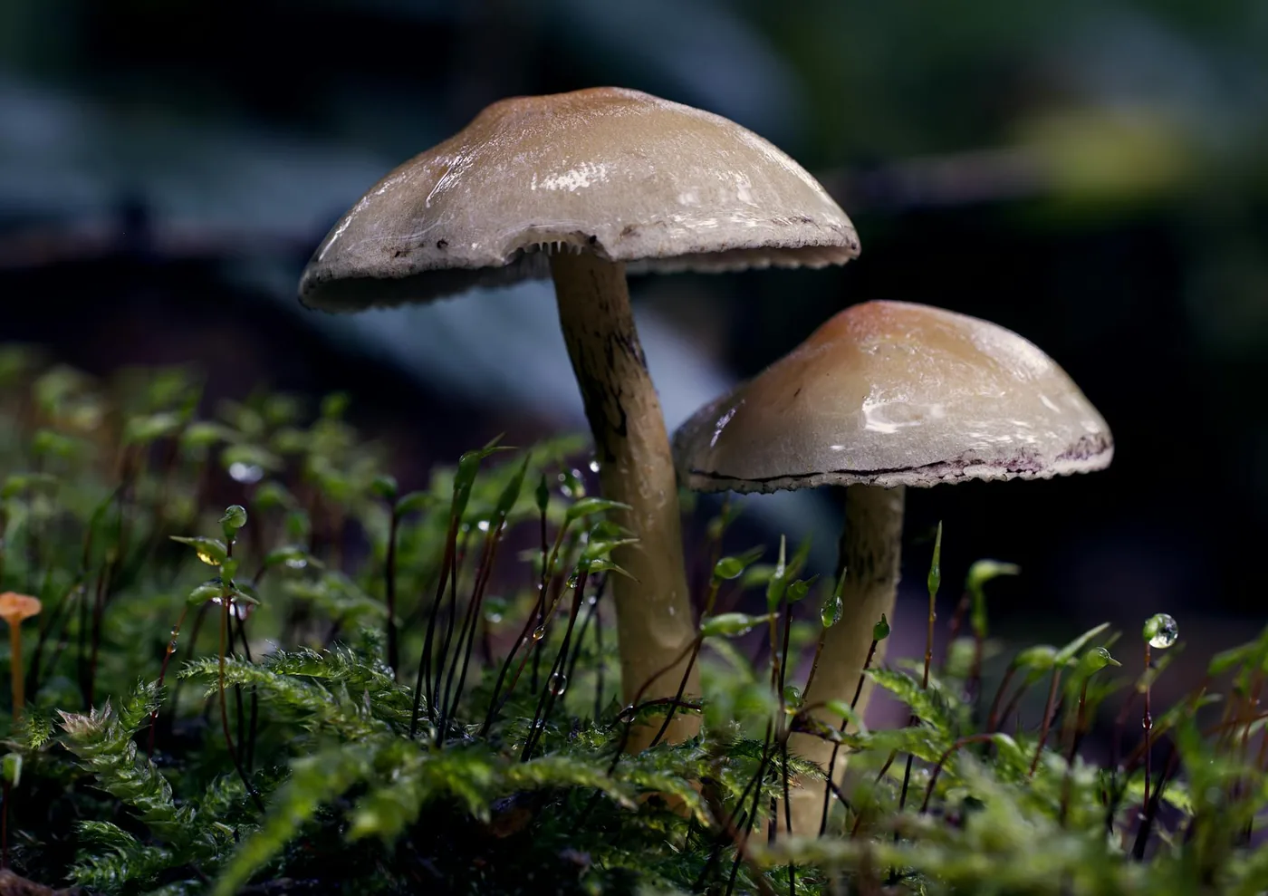 Assorted foraged mushrooms on a light surface