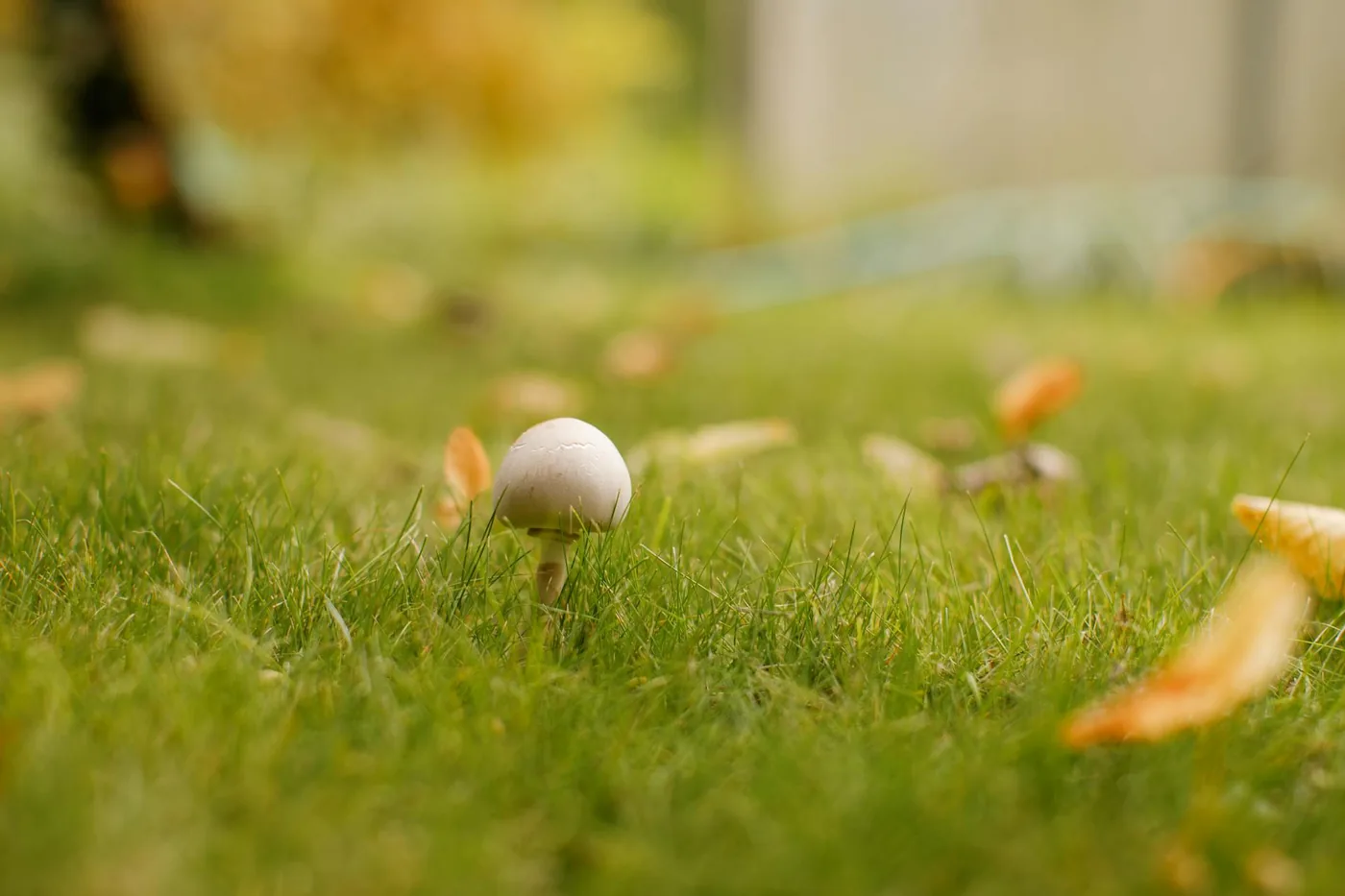 A single mushroom in soft natural light